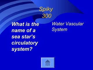 Spiky
300
What is the
name of a
sea star’s
circulatory
system?
Water Vascular
System
 