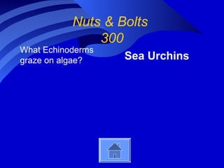 Nuts & Bolts
300
What Echinoderms
graze on algae? Sea Urchins
 