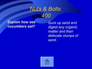 Nuts & Bolts
400
Explain how sea
cucumbers eat?
Suck up sand and
digest any organic
matter and then
defecate clumps of
sand.
 