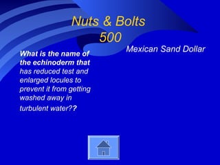 Nuts & Bolts
500
What is the name of
the echinoderm that
has reduced test and
enlarged locules to
prevent it from getting
washed away in
turbulent water??
Mexican Sand Dollar
 