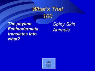 What’s That
100
The phylum
Echinodermata
translates into
what?
Spiny Skin
Animals
 