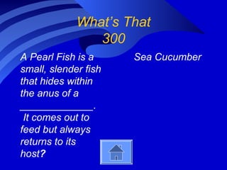 What’s That
300
A Pearl Fish is a
small, slender fish
that hides within
the anus of a
_____________.
It comes out to
feed but always
returns to its
host?
Sea Cucumber
 