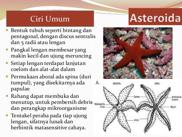 Echinodhermata 29590527