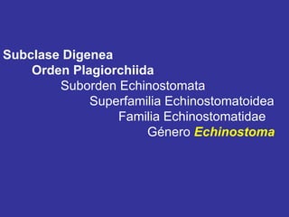 Subclase Digenea Orden Plagiorchiida Suborden Echinostomata Superfamilia Echinostomatoidea Familia Echinostomatidae Género  Echinostoma 