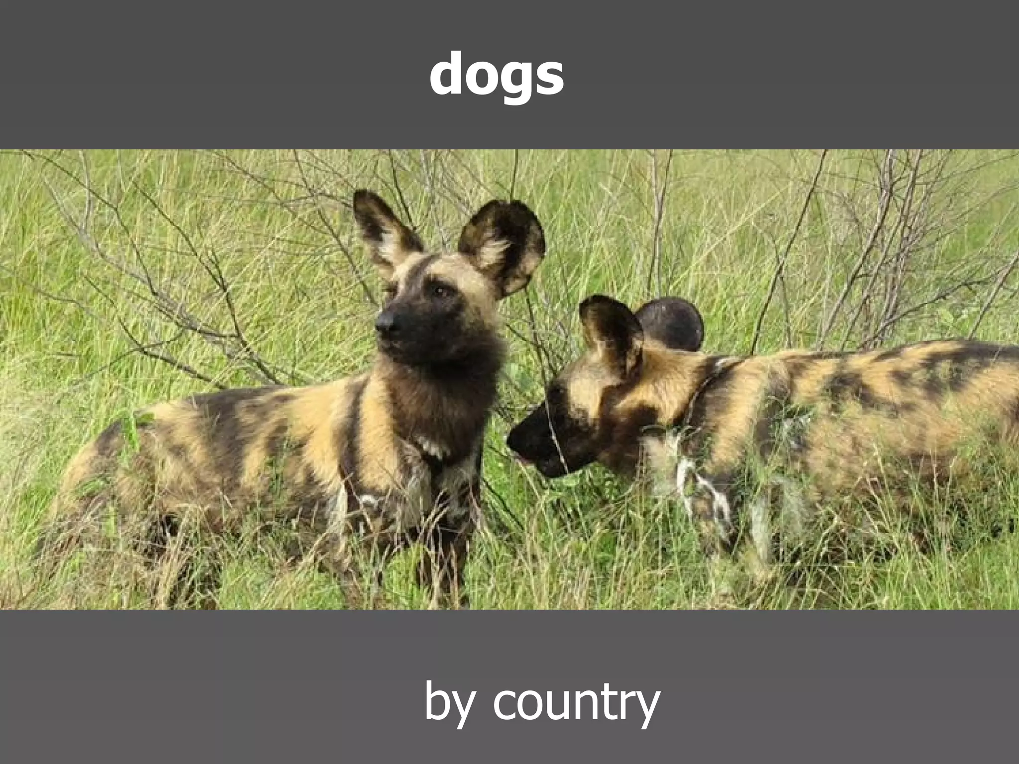 Echo 08 Presentation