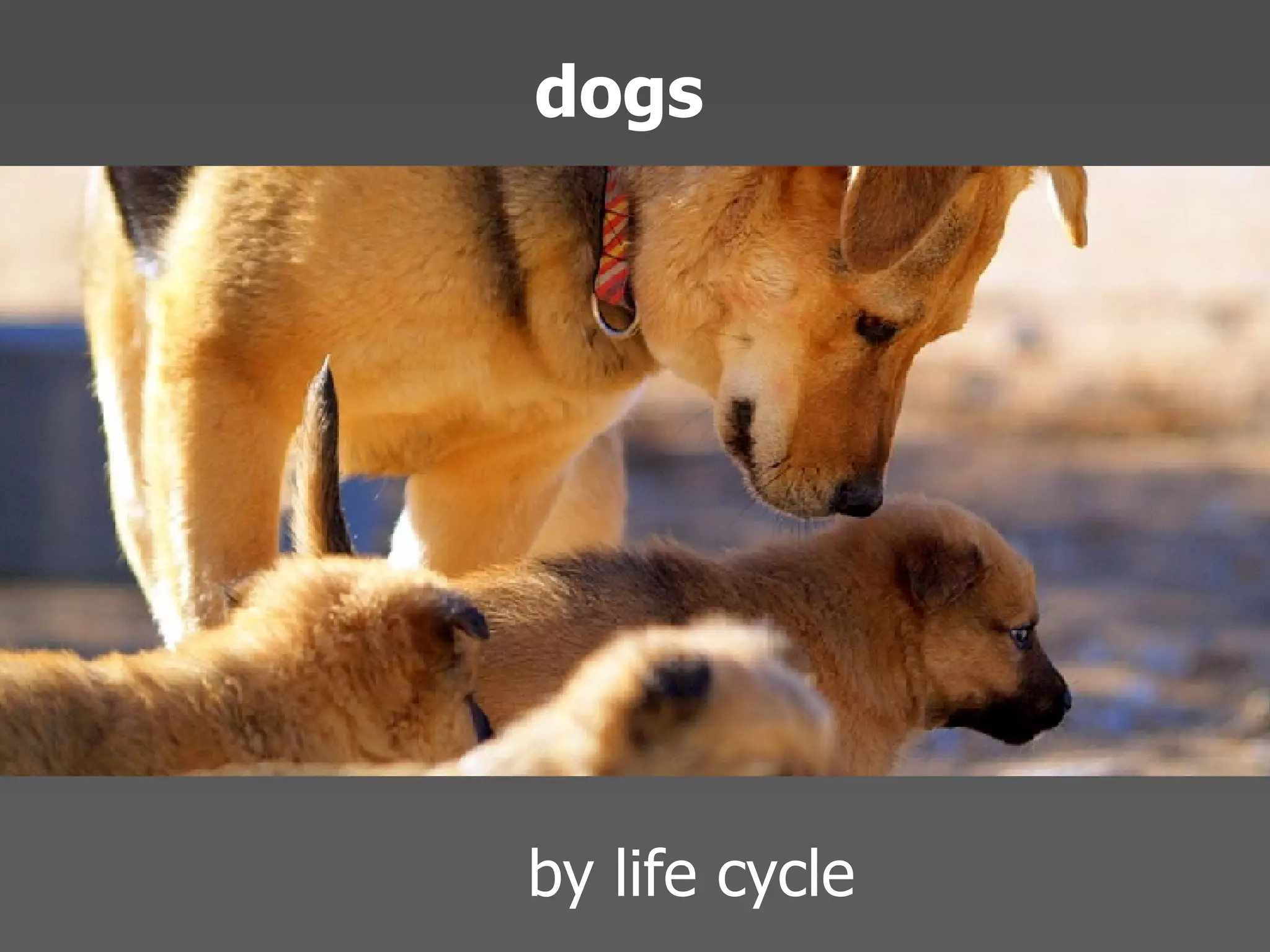 Echo 08 Presentation