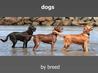 Echo 08 Presentation