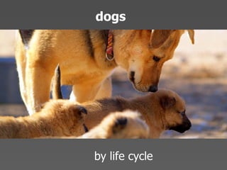 Echo 08 Presentation