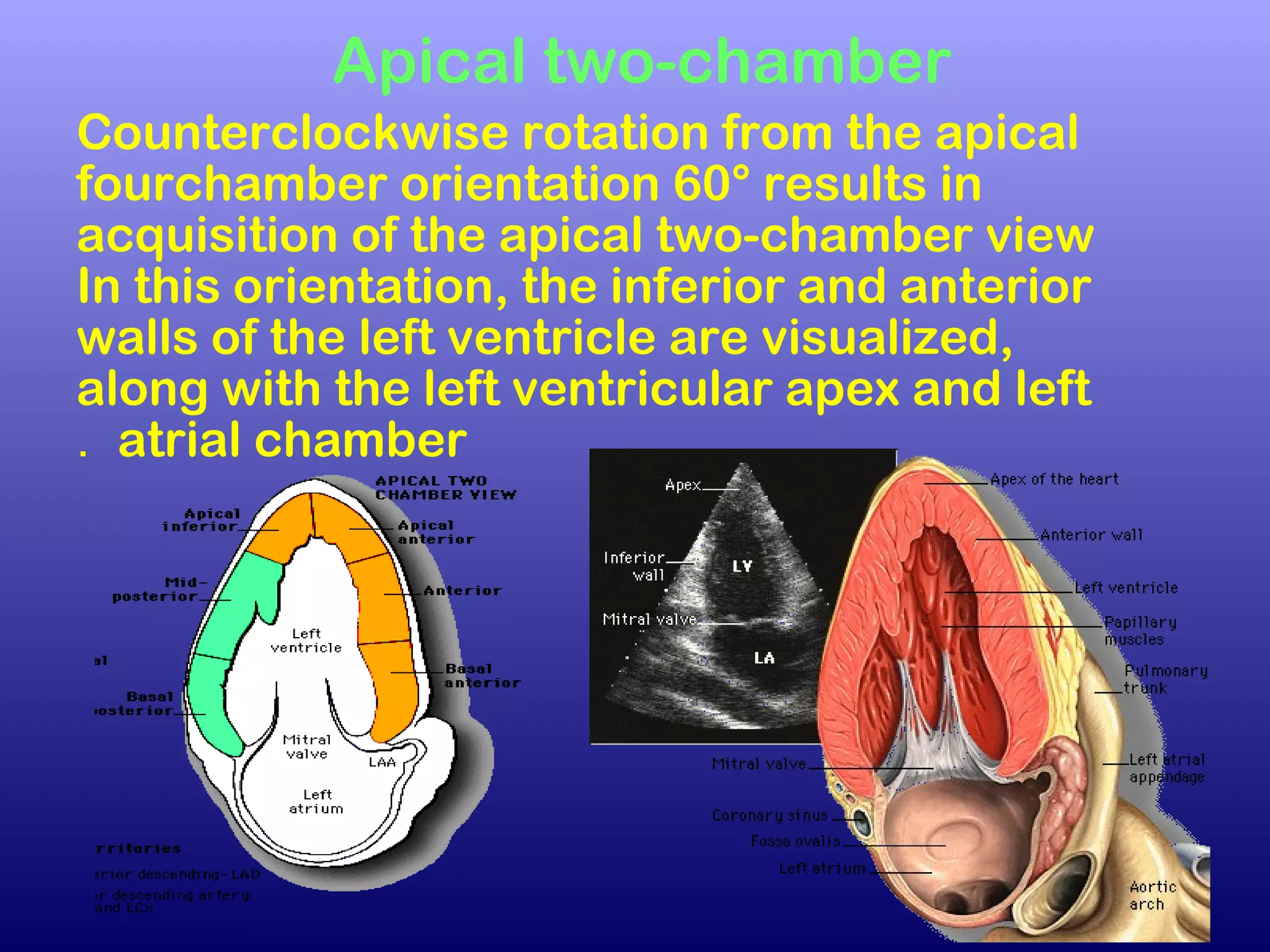 Apical two-chamber
Counterclockwise rotation from the apical
fourchamber orientation 60° results in
acquisition of the apical two-chamber view
In this orientation, the inferior and anterior
walls of the left ventricle are visualized,
along with the left ventricular apex and left
atrial chamber.
 