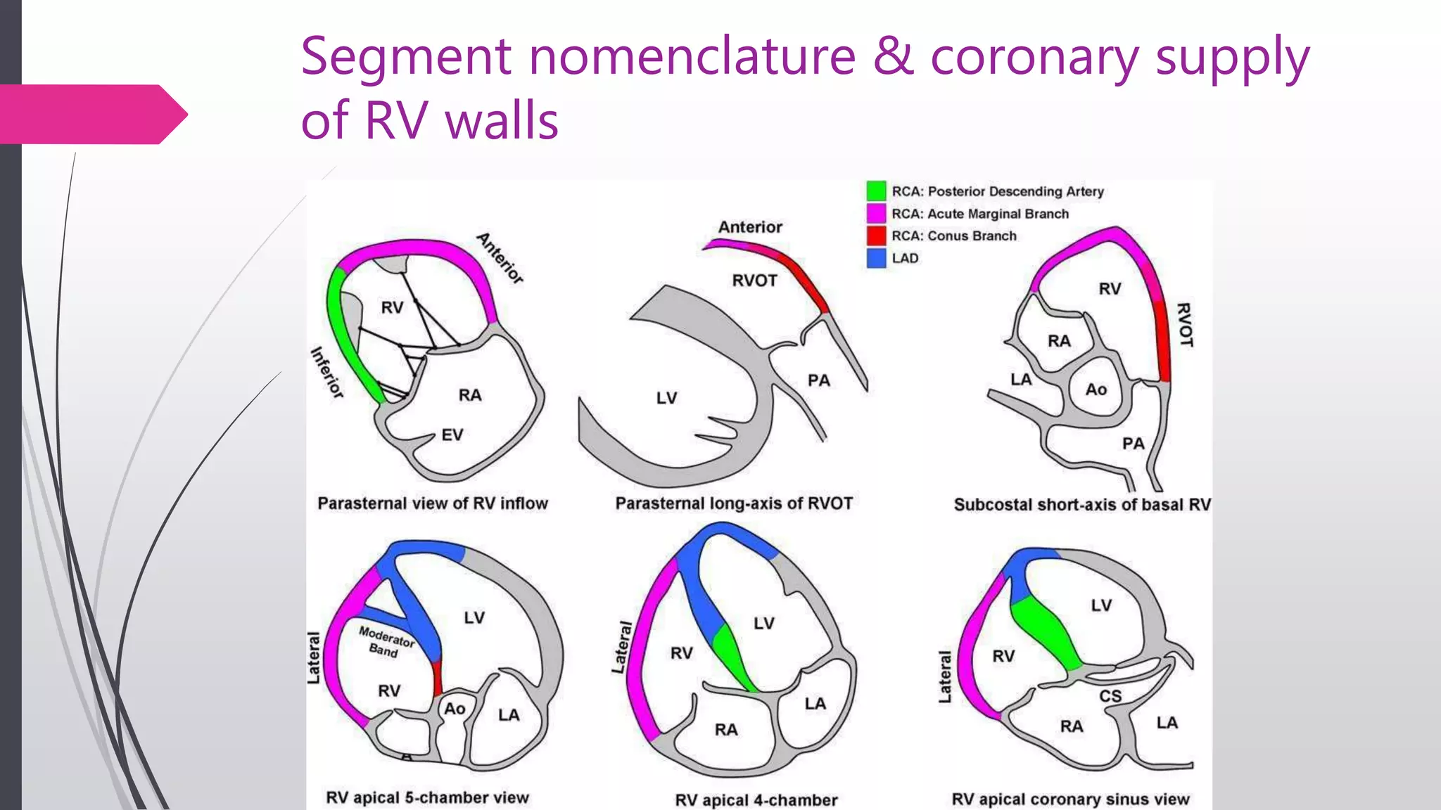 Segment nomenclature & coronary supply
of RV walls
 