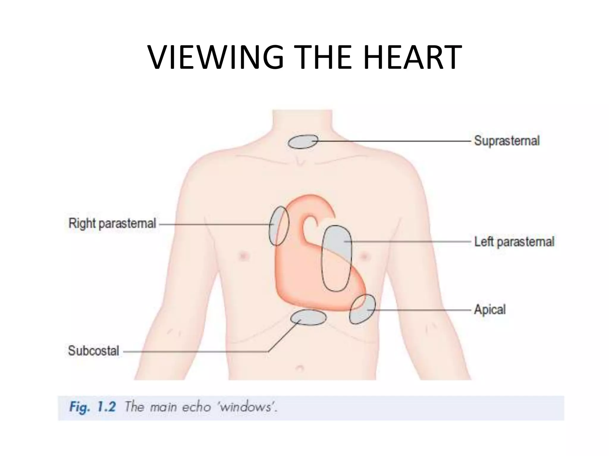 VIEWING THE HEART
 