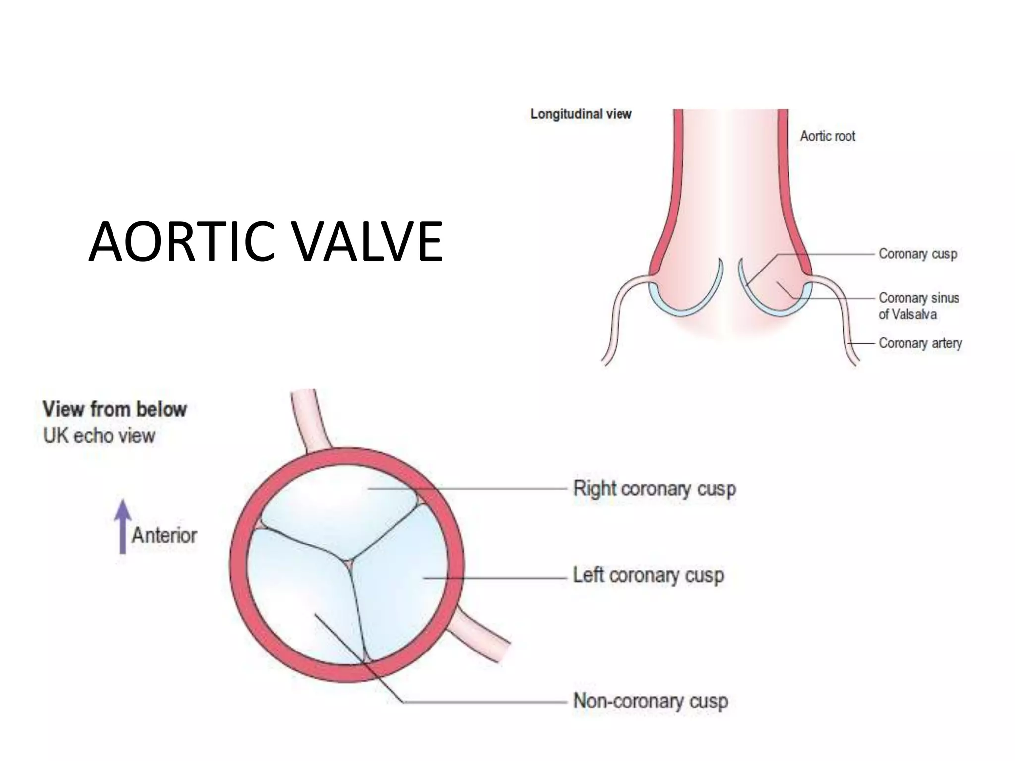 AORTIC VALVE
 