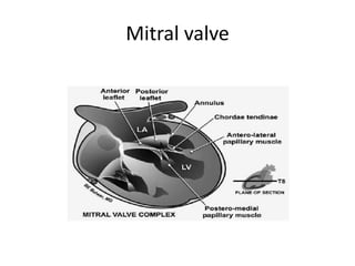 Echocardiographic evaluation of mitral regurgitation | PPTX