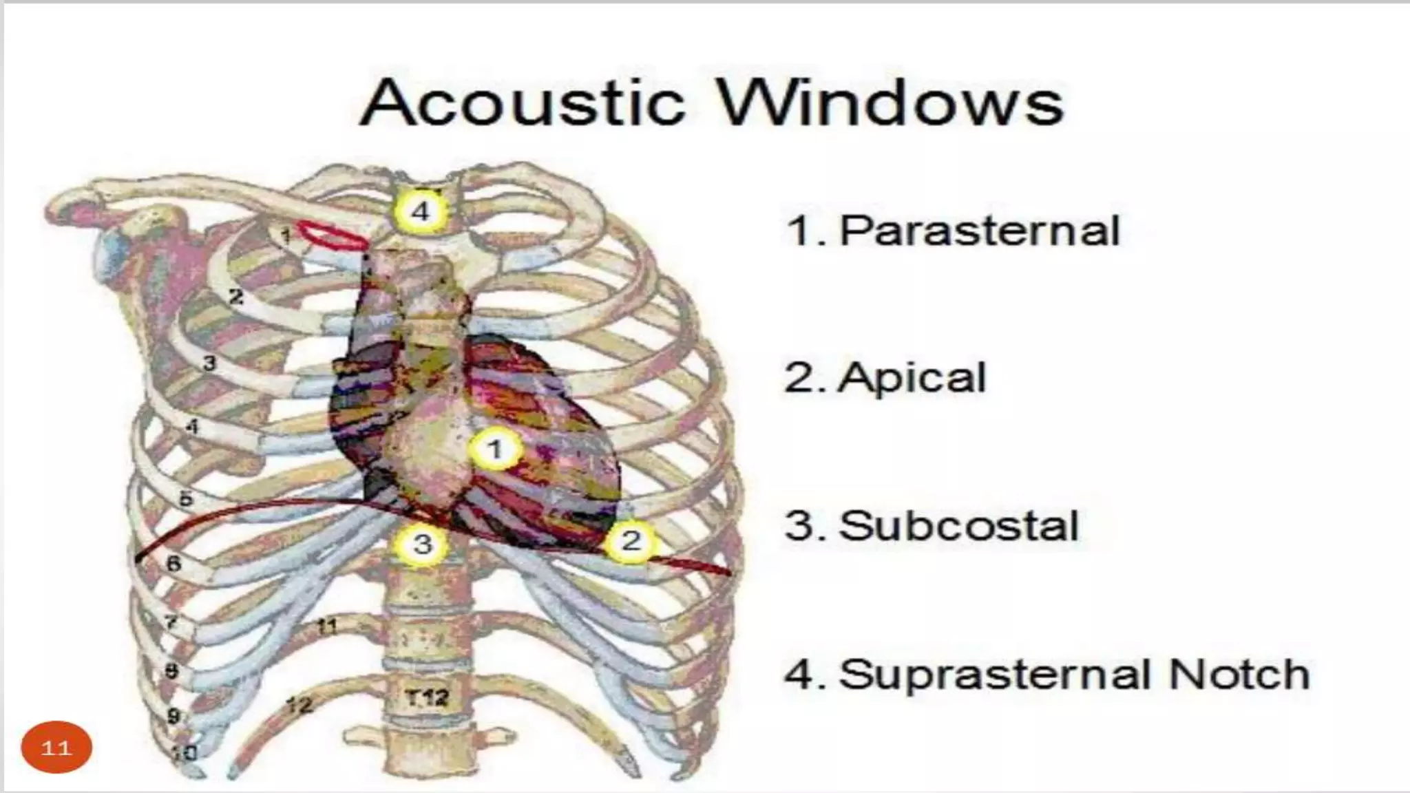 Echocardiography basics