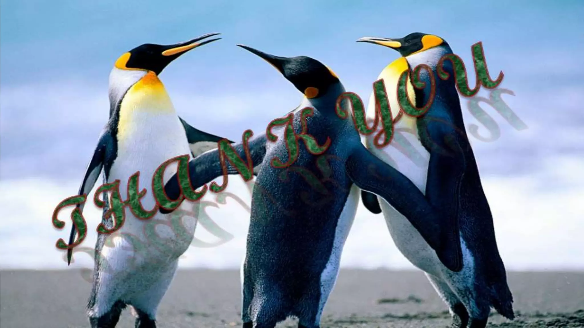 Echocardiography basics