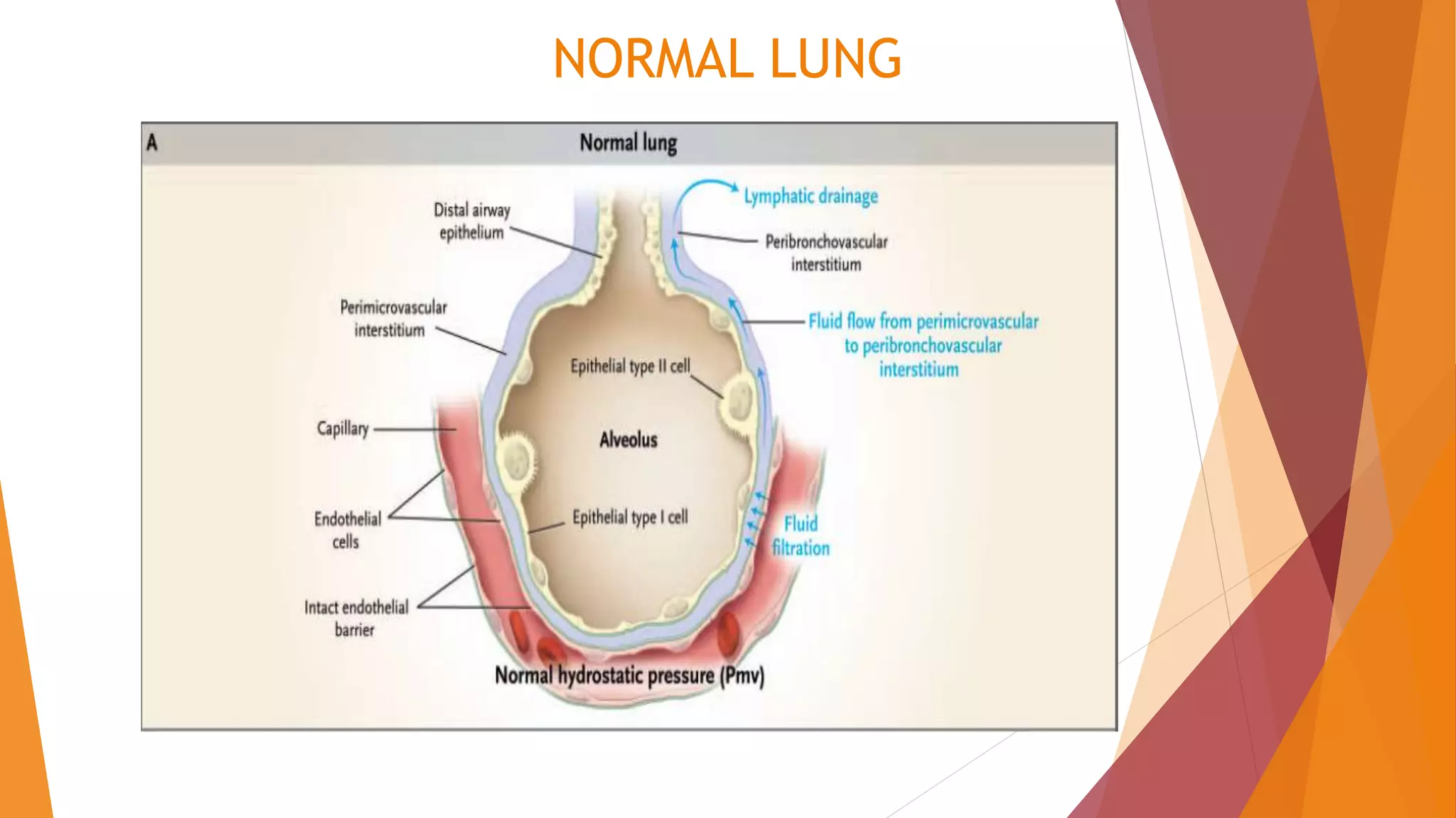 NORMAL LUNG