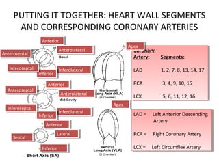 PUTTING IT TOGETHER: HEART WALL SEGMENTS
AND CORRESPONDING CORONARY ARTERIES
Coronary
Artery: Segments:
LAD 1, 2, 7, 8, 13, 14, 17
RCA 3, 4, 9, 10, 15
LCX 5, 6, 11, 12, 16
Coronary
Artery: Segments:
LAD 1, 2, 7, 8, 13, 14, 17
RCA 3, 4, 9, 10, 15
LCX 5, 6, 11, 12, 16
LAD = Left Anterior Descending
Artery
RCA = Right Coronary Artery
LCX = Left Circumflex Artery
LAD = Left Anterior Descending
Artery
RCA = Right Coronary Artery
LCX = Left Circumflex Artery
AnteriorAnterior
AnterolateralAnterolateral
InferolateralInferolateral
InferiorInferior
InferoseptalInferoseptal
AnteroseptalAnteroseptal
ApexApex
AnteriorAnterior
AnteroseptalAnteroseptal
InferoseptalInferoseptal
AnterolateralAnterolateral
InferolateralInferolateral
InferiorInferior
AnteriorAnterior
SeptalSeptal
LateralLateral
InferiorInferior
ApexApex
 