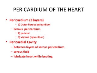 PERICARDIUM OF THE HEART
• Pericardium (3 layers)
• 1) Outer-fibrous pericardium
– Serous pericardium
• 2) parietal
• 3) visceral (epicardium)
• Pericardial Cavity
– between layers of serous pericardium
– serous fluid
– lubricate heart while beating
 