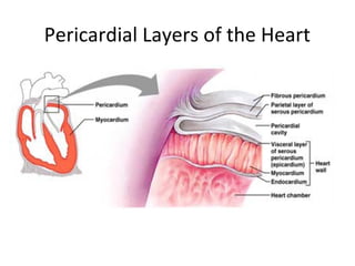 Pericardial Layers of the Heart
 