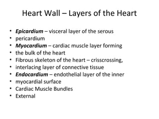 Heart Wall – Layers of the Heart
• Epicardium – visceral layer of the serous
• pericardium
• Myocardium – cardiac muscle layer forming
• the bulk of the heart
• Fibrous skeleton of the heart – crisscrossing,
• interlacing layer of connective tissue
• Endocardium – endothelial layer of the inner
• myocardial surface
• Cardiac Muscle Bundles
• External
 
