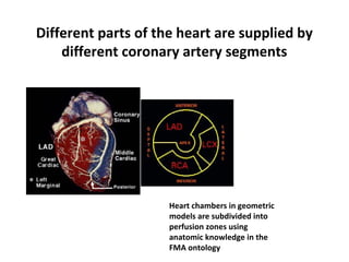 Different parts of the heart are supplied by
different coronary artery segments
Heart chambers in geometric
models are subdivided into
perfusion zones using
anatomic knowledge in the
FMA ontology
 