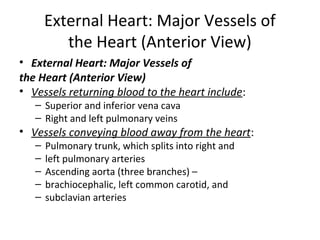 External Heart: Major Vessels of
the Heart (Anterior View)
• External Heart: Major Vessels of
the Heart (Anterior View)
• Vessels returning blood to the heart include:
– Superior and inferior vena cava
– Right and left pulmonary veins
• Vessels conveying blood away from the heart:
– Pulmonary trunk, which splits into right and
– left pulmonary arteries
– Ascending aorta (three branches) –
– brachiocephalic, left common carotid, and
– subclavian arteries
 