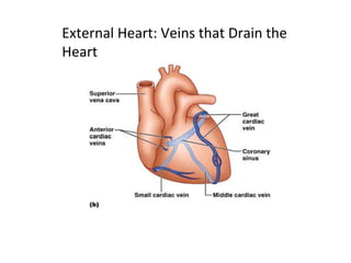 External Heart: Veins that Drain the
Heart
 