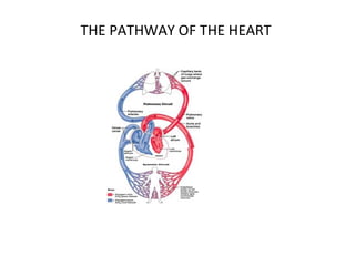 THE PATHWAY OF THE HEART
 