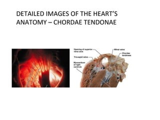 DETAILED IMAGES OF THE HEART’S
ANATOMY – CHORDAE TENDONAE
 