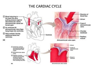THE CARDIAC CYCLE
 