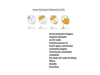 Heart Excitation Related to ECG
atrial excitation begins
Impulse delayed
at AV node
Impulse passes to
heart apex; ventricular
excitation begins
Ventricular excitation
complete
SA node AV node Purkinje
fibers
Bundle
branches
 