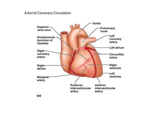 Arterial Coronary Circulation
 