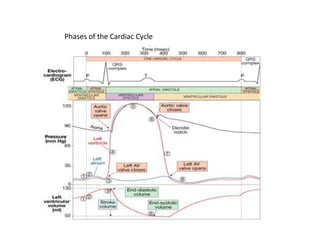 Phases of the Cardiac Cycle
 