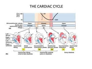 THE CARDIAC CYCLE
 