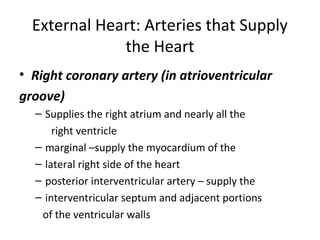 External Heart: Arteries that Supply
the Heart
• Right coronary artery (in atrioventricular
groove)
– Supplies the right atrium and nearly all the
right ventricle
– marginal –supply the myocardium of the
– lateral right side of the heart
– posterior interventricular artery – supply the
– interventricular septum and adjacent portions
of the ventricular walls
 