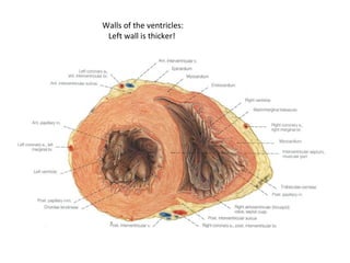 Walls of the ventricles:
Left wall is thicker!
 