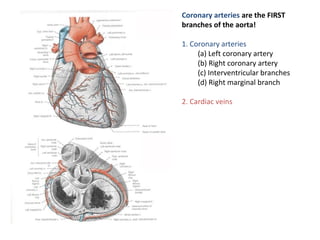 Coronary arteries are the FIRST
branches of the aorta!
1. Coronary arteries
(a) Left coronary artery
(b) Right coronary artery
(c) Interventricular branches
(d) Right marginal branch
2. Cardiac veins
 