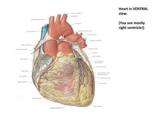 Heart in VENTRAL
view.
(You see mostly
right ventricle!)
 