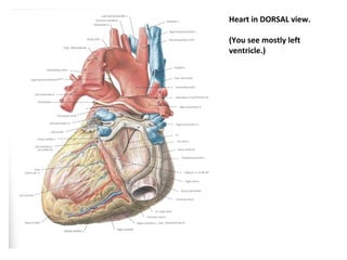 Heart in DORSAL view.
(You see mostly left
ventricle.)
 
