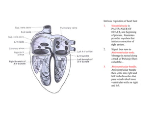 Intrinsic regulation of heart beat
1. Sinoatrial node is
PACEMAKER OF
HEART, and beginning
of process. Geenrates
periodic impulses that
initiate contraction of
right atrium.
2. Signal then runs to
Atrioventricular node.
Message is passed along
a track of Purkinje fibers
called the...
3. Atrioventricular bundle.
Atrioventricular bundle
then splits into right and
left limbs/branches that
pass to individual inner
ventricular walls on right
and left.
 