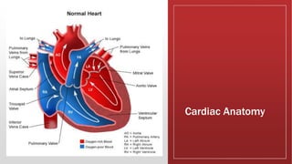 Cardiac Anatomy
 