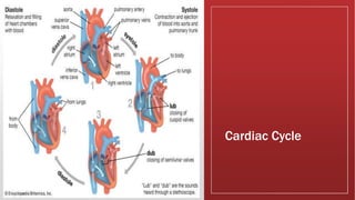 Cardiac Cycle
 