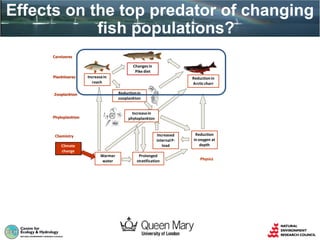 Effects on the top predator of changing
fish populations?
The hypothesis
Climate
change
Warmer
water
Reductionin
zooplankton
Increasein
roach
Increasein
phytoplankton
Reductionin
Arcticcharr
Reduction
in oxygen at
depth
Prolonged
stratification
Increased
internalP-
load
Planktivores
Zooplankton
Phytoplankton
Chemistry
Physics
Changesin
Pike diet
Carnivores
 