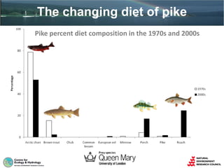 The changing diet of pike
Pike percent diet composition in the 1970s and 2000s
 