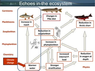 Warmer
water
Reduction in
zooplankton
Increase in
roach
Increase in
phytoplankton
Reduction in
Arctic charr
Reduction
in oxygen at
depth
Stronger
stratification
Increased
internal P-
load
Planktivores
Zooplankton
Phytoplankton
Chemistry
Physics
Changes in
Pike diet
Carnivores
Echoes in the ecosystem
Climate
change
 