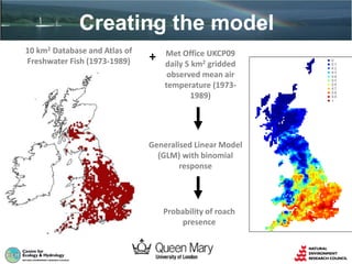 Creating the model
10 km2 Database and Atlas of
Freshwater Fish (1973-1989) + Met Office UKCP09
daily 5 km2 gridded
observed mean air
temperature (1973-
1989)
Generalised Linear Model
(GLM) with binomial
response
Probability of roach
presence
 