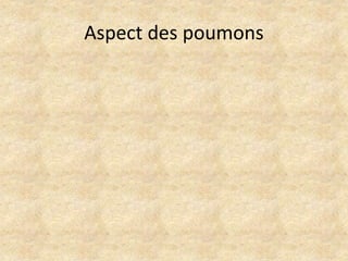 Aspect des poumons

 
