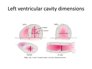 Left ventricular cavity dimensions
 
