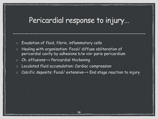 Pericardial response to injury…
Exudation of fluid, fibrin, inflammatory cells
Healing with organisation: Focal/ diffuse obliteration of
pericardial cavity by adhesions b/w vis+ parie pericardium
Ch. effusions—> Pericardial thickening
Loculated fluid accumulation: Cardiac compression
Calcific deposits: Focal/ extensive—> End stage reaction to injury
10
 