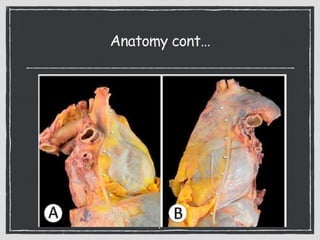 Anatomy cont…
7
 